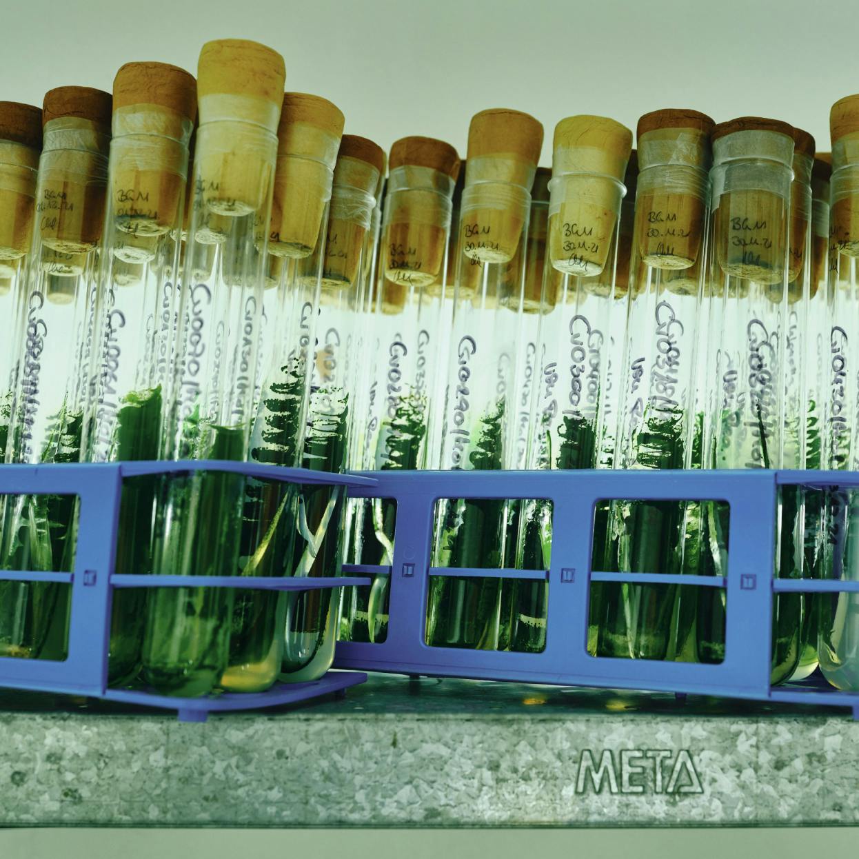 Laborproben von Mikroalgen, die in dem hauseigenen Labor von Algomed getestet werden.